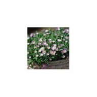 Delosperma 'Jewel of Desert Rosequartz' (Globe Planter)