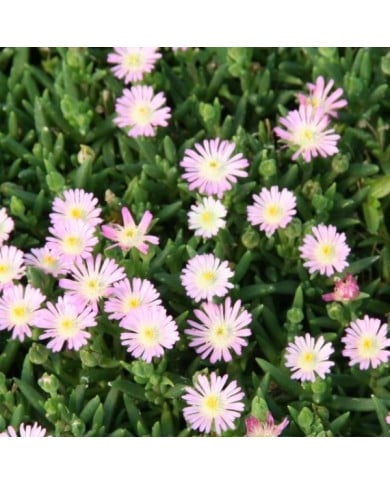 Delosperma 'Jewel of Desert Rosequartz' (Marie-Elise Liennard)