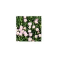 Delosperma 'Jewel of Desert Rosequartz' (Marie-Elise Liennard)