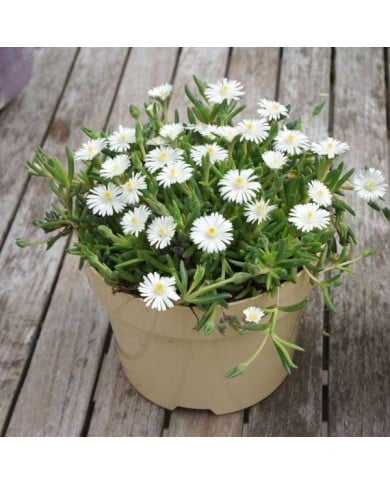 Delosperma 'Jewel of Desert Moon Stone' (Globe Planter)