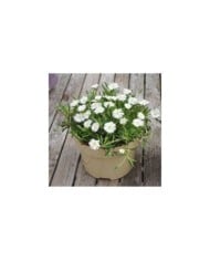 Delosperma 'Jewel of Desert Moon Stone' (Globe Planter)