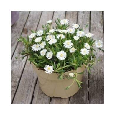 Delosperma 'Jewel of Desert Moon Stone' (Globe Planter)