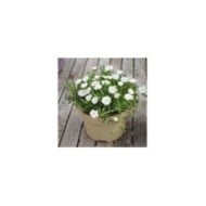 Delosperma 'Jewel of Desert Moon Stone' (Globe Planter)