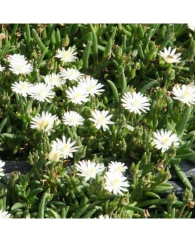 Delosperma 'Jewel of Desert Moon Stone' (Marie-Elise Liennard)