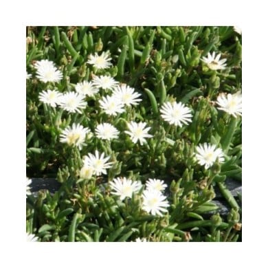 Delosperma 'Jewel of Desert Moon Stone' (Marie-Elise Liennard)