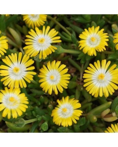 Delosperma 'Jewel of Desert Peridot' (Globe Planter)