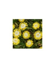 Delosperma 'Jewel of Desert Peridot' (Globe Planter)