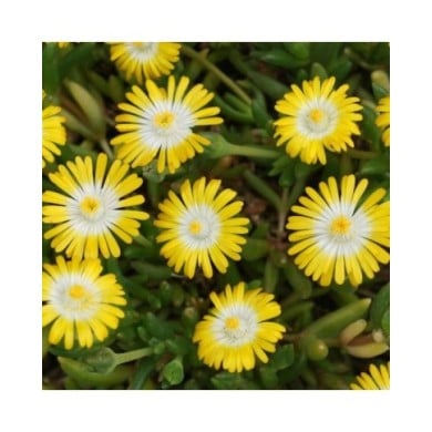 Delosperma 'Jewel of Desert Peridot' (Globe Planter)