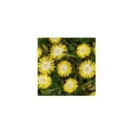 Delosperma 'Jewel of Desert Peridot' (Globe Planter)