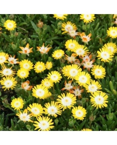 Delosperma 'Jewel of Desert Peridot' (Marie-Elise Liennard)