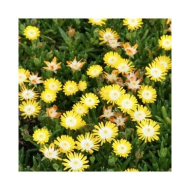 Delosperma 'Jewel of Desert Peridot' (Marie-Elise Liennard)