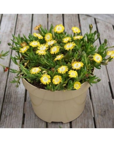 Delosperma 'Jewel of Desert Peridot' (Globe Planter)