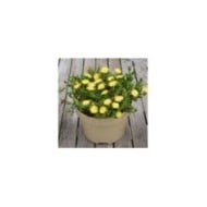Delosperma 'Jewel of Desert Peridot' (Globe Planter)