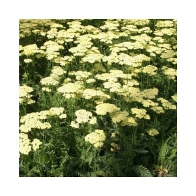 Achillée millefeuille 'Sunny Seduction' (Marie-Elise Liennard)