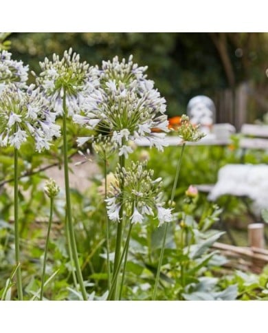 Agapanthus Fireworks 'MDB001' (Plantipp)