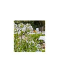 Agapanthus Fireworks 'MDB001' (Plantipp)