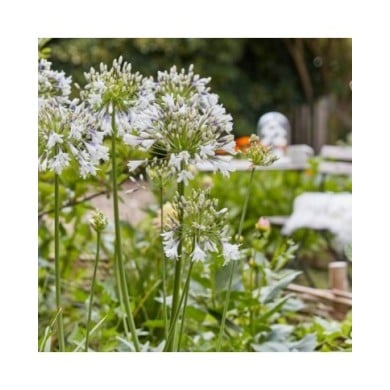 Agapanthus Fireworks 'MDB001' (Plantipp)