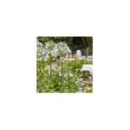 Agapanthus Fireworks 'MDB001' (Plantipp)