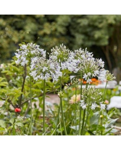 Agapanthus Fireworks 'MDB001' (Plantipp)