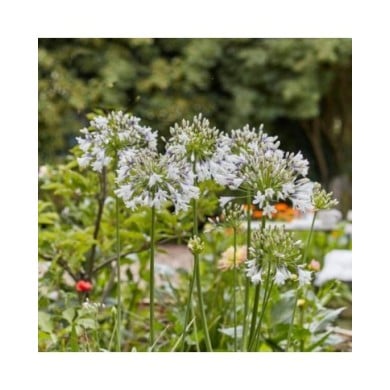 Agapanthus Fireworks 'MDB001' (Plantipp)