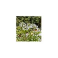 Agapanthus Fireworks 'MDB001' (Plantipp)