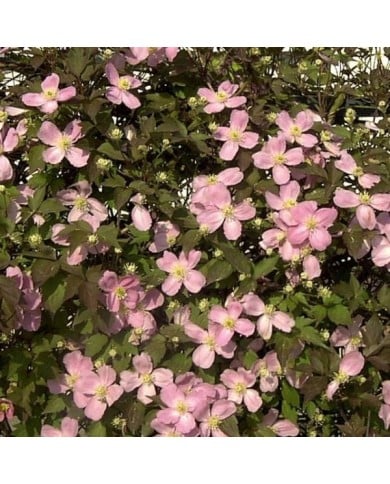 Clématite montana Tetrarose