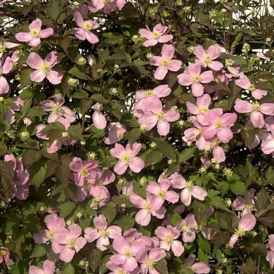 Clématite montana Tetrarose