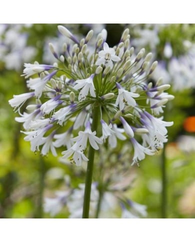 Agapanthus Fireworks 'MDB001' - fleur (Plantipp)