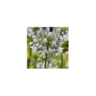Agapanthus Fireworks 'MDB001' - fleur (Plantipp)