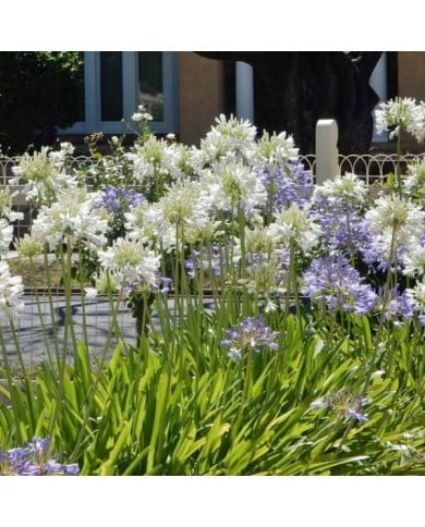 Agapanthe blanche (Michael Coghlan / flickr.com)