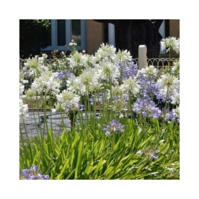 Agapanthe blanche (Michael Coghlan / flickr.com)