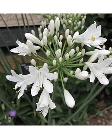 Agapanthus africanus 'Albus' - Agapanthe à fleurs blanches (HQ / flickr.com)