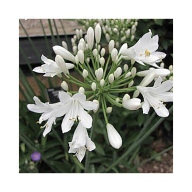 Agapanthus africanus 'Albus' - Agapanthe à fleurs blanches (HQ / flickr.com)