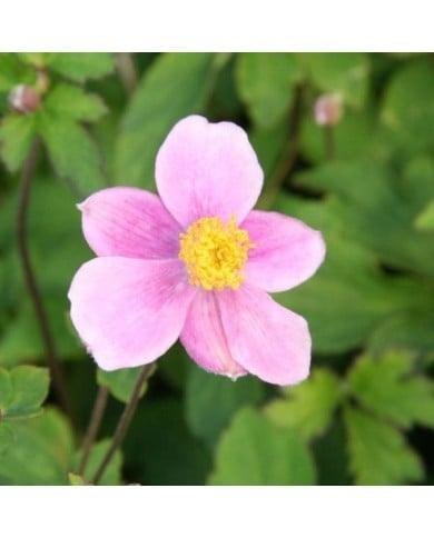 Anémone du Japon à fleurs roses 'Bowles's Pink' (Marie-Elise Liennard)