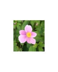 Anémone du Japon à fleurs roses 'Bowles's Pink' (Marie-Elise Liennard)