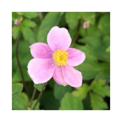 Anémone du Japon à fleurs roses 'Bowles's Pink' (Marie-Elise Liennard)