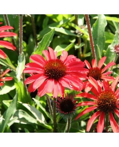 Echinacea Prima 'Ruby' (Marie-Elise Liennard)