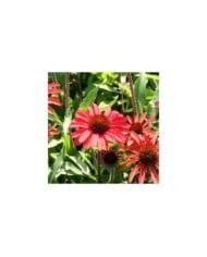 Echinacea Prima 'Ruby' (Marie-Elise Liennard)