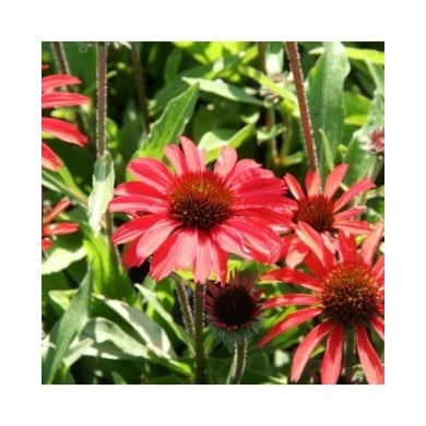 Echinacea Prima 'Ruby' (Marie-Elise Liennard)