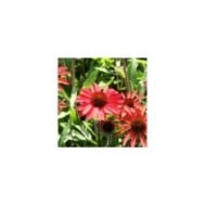 Echinacea Prima 'Ruby' (Marie-Elise Liennard)