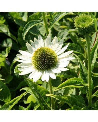 Echinacea 'Virgin' (Marie-Elise Liennard)
