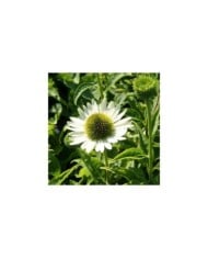 Echinacea 'Virgin' (Marie-Elise Liennard)