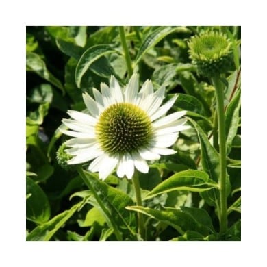 Echinacea 'Virgin' (Marie-Elise Liennard)