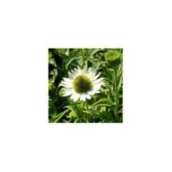 Echinacea 'Virgin' (Marie-Elise Liennard)