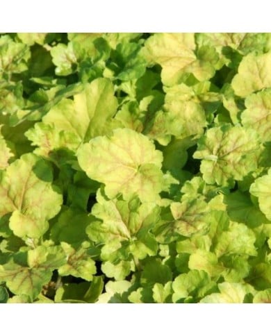 Heuchera Miracle® (Marie-Elise Liennard)