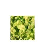 Heuchera Miracle® (Marie-Elise Liennard)