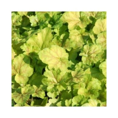 Heuchera Miracle® (Marie-Elise Liennard)