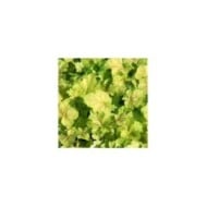 Heuchera Miracle® (Marie-Elise Liennard)
