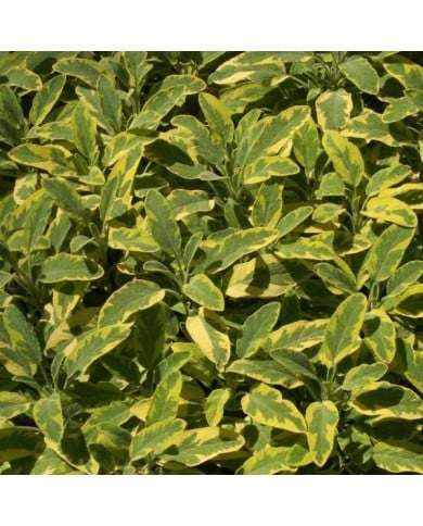 Sauge officinale 'Icterina' (Salvia officinalis) (A. Barra / wikimedia.org)