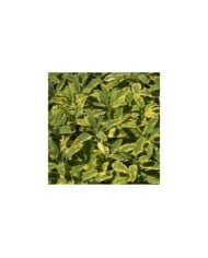 Sauge officinale 'Icterina' (Salvia officinalis) (A. Barra / wikimedia.org)